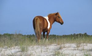 Chincoteague pony horse