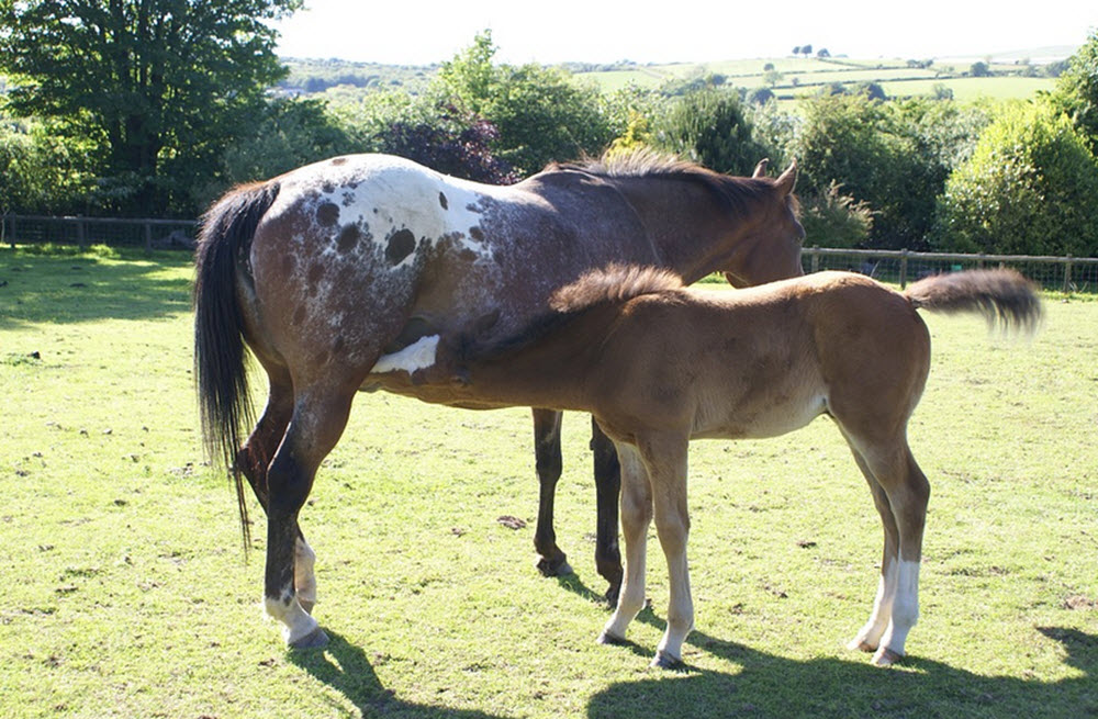 Appaloosa horse