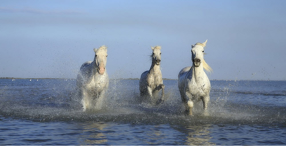 Camarillo White Horse