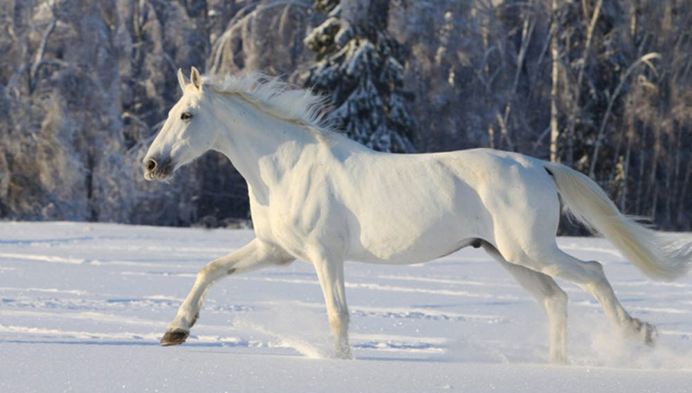 Camarillo White Horse