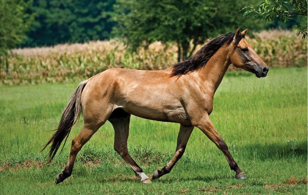 Carolina Marsh Tacky horse
