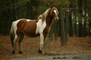 Chincoteague pony