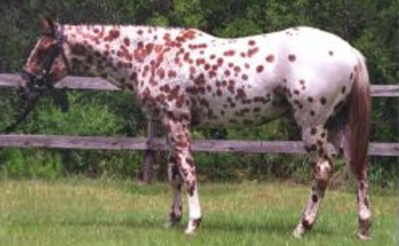 Colorado Ranger horse