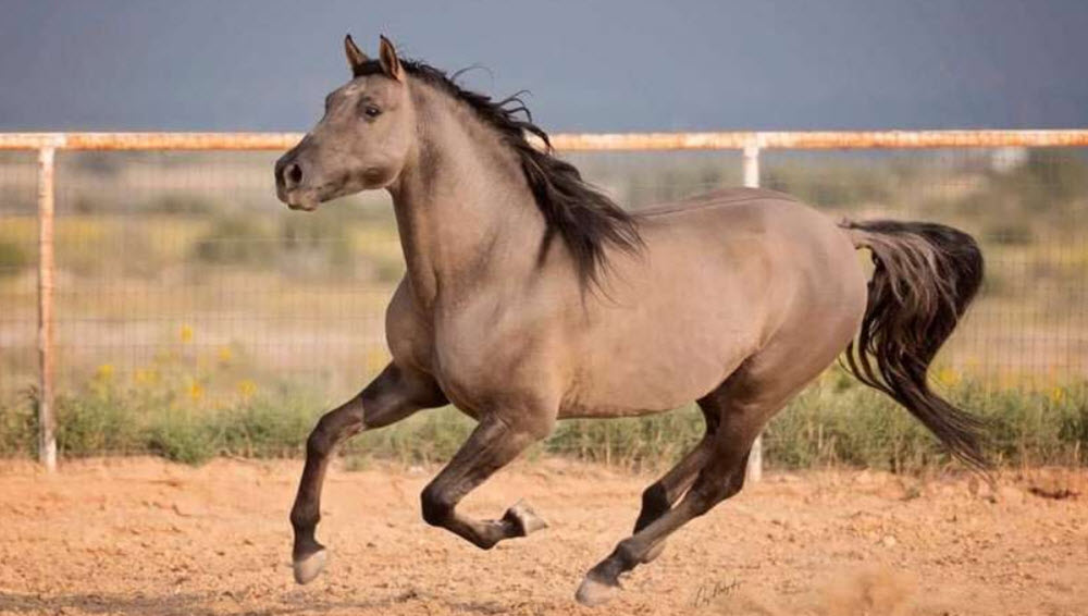 Missouri Fox Trotter horse