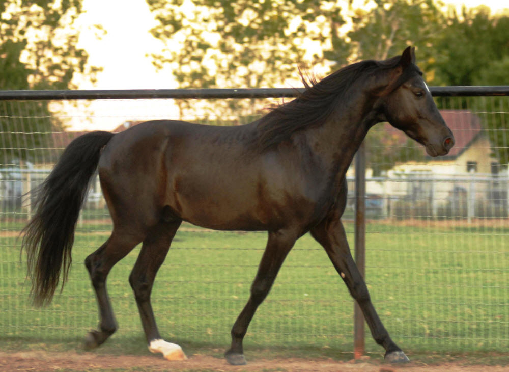 Missouri Fox Trotter