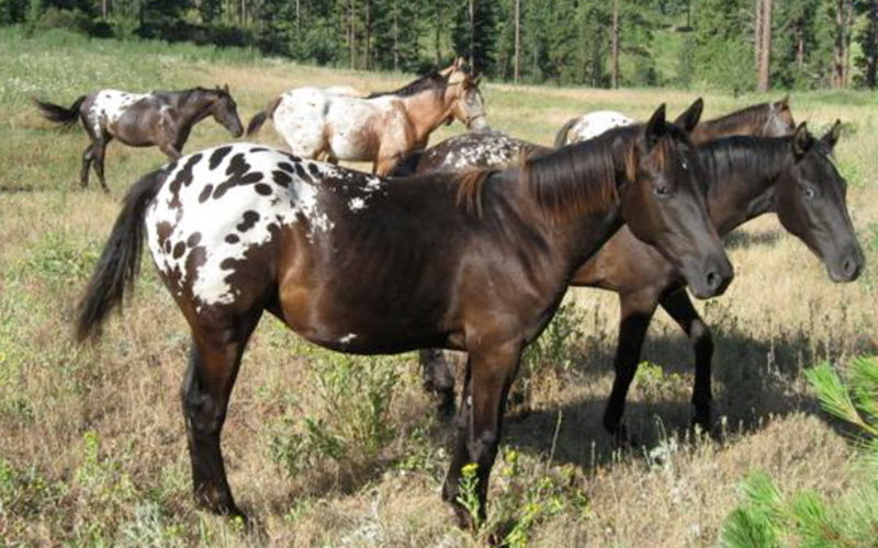 Nez Perce Horse