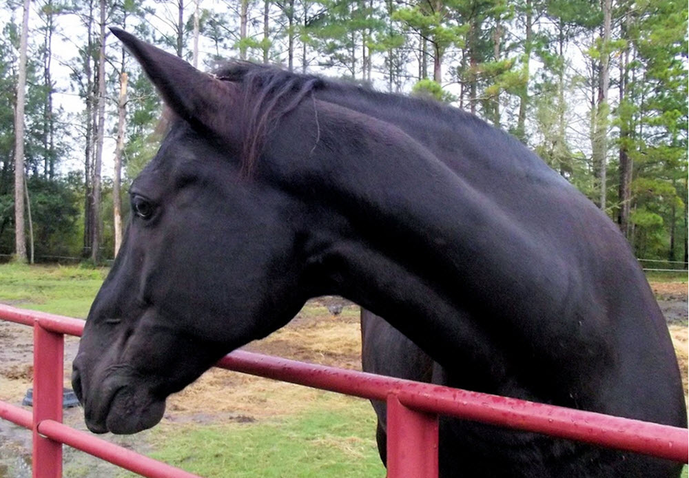 Tennessee Walking horse