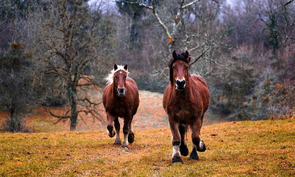 horses