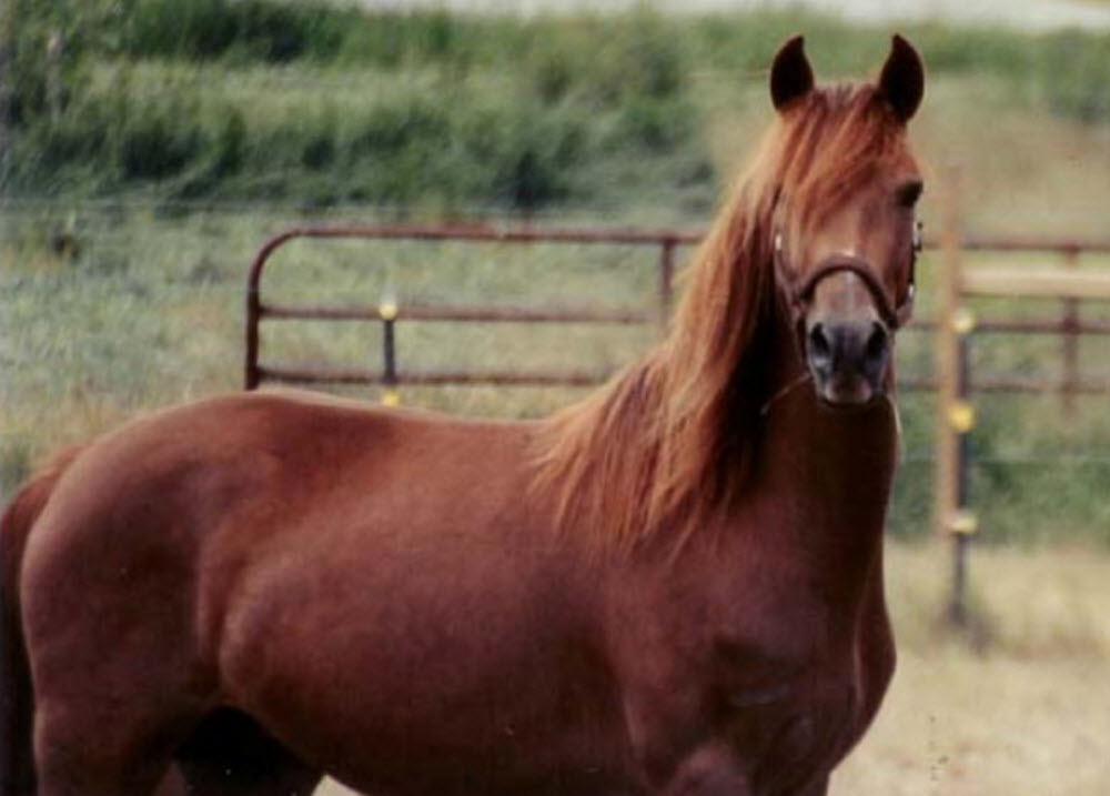 morgan horse