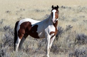 mustang horse