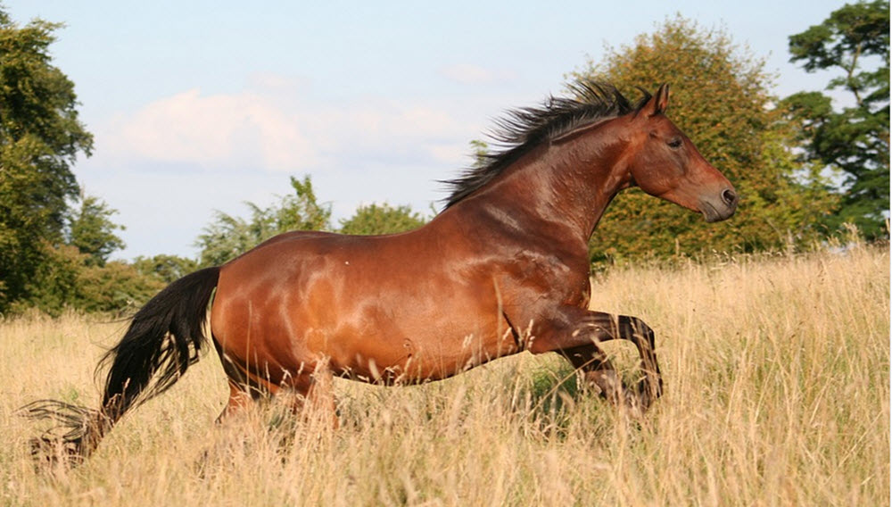 mustang